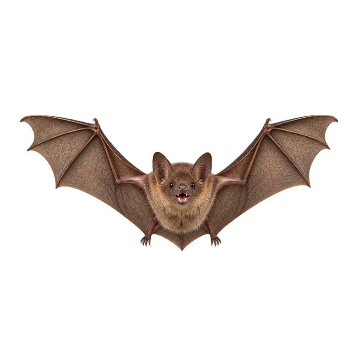 Bats control and removal services