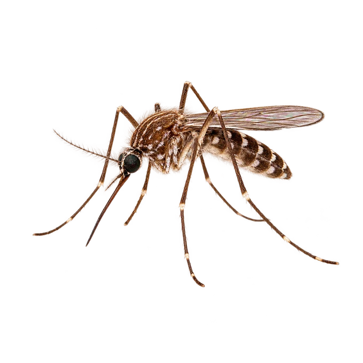 Mosquito Control in Naivasha