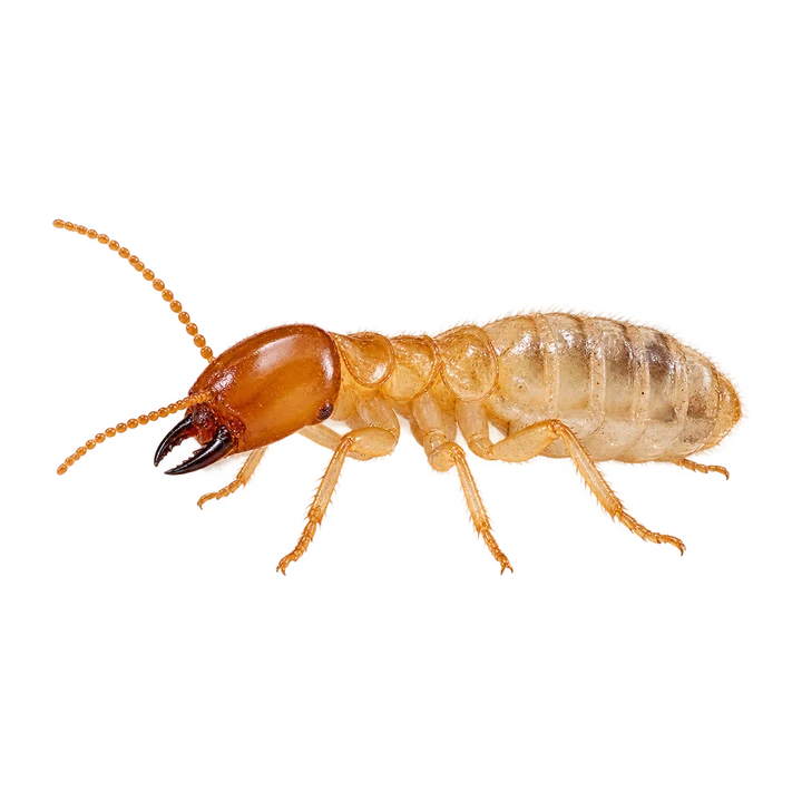 Termite Control in Naivasha