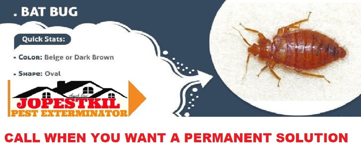 Bat-bugs-control-services-in-Kenya-Nairobi-Mombasa-and-bat-bugs-fumigation-services-in-Kenya-Mombasa-Kisumu