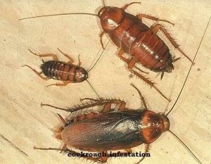 Cockroaches & how to control cockroaches in Kenya?