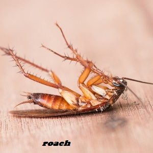 Cockroaches & how to get rid of cockroaches in Kenya?