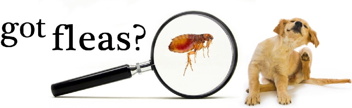 Fleas control services Kenya Nairobi