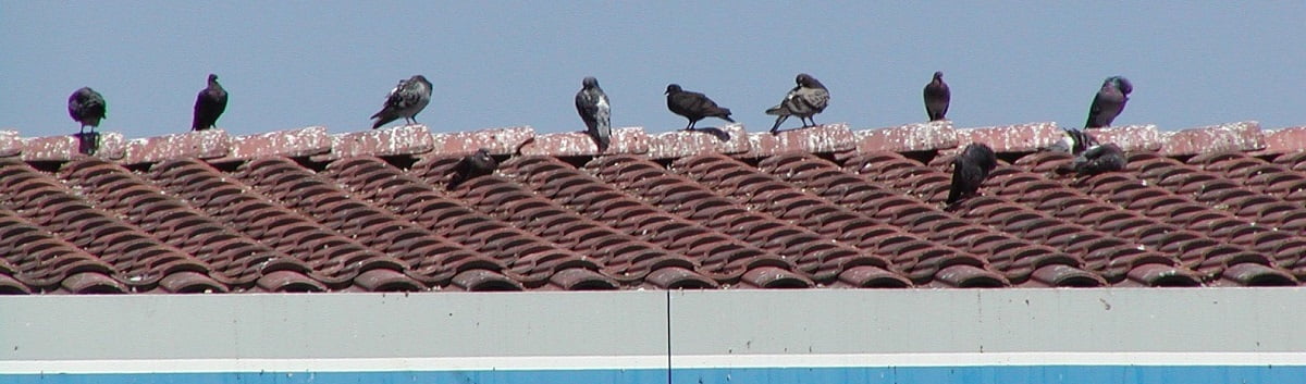 birds infestation control