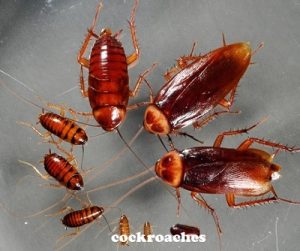 Cockroaches & how to eliminate cockroaches in Kenya?