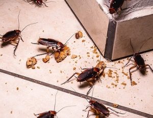 Cockroaches & how to exterminate cockroaches in Kenya?