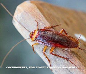 How to get rid of cockroaches in Nairobi Kenya?