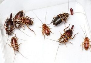 Cockroaches & getting rid of cockroaches in Kenya