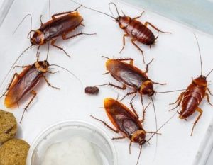 getting rid of cockroaches in Kenya?