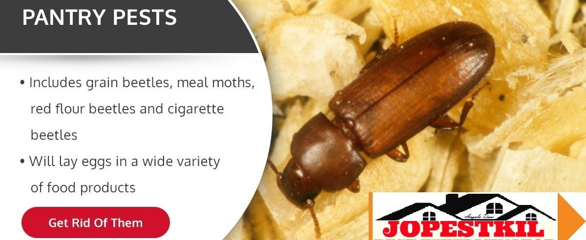 pantry pests control services Kenya