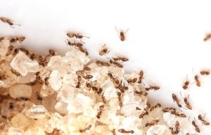 ants control in Nairobi Kenya