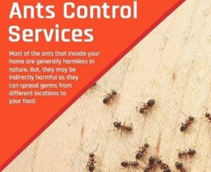 ants control services