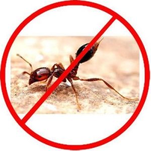 ant elimination in Kenya