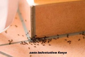 ants fumigation