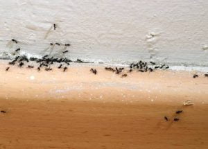 ants fumigation in Kenya