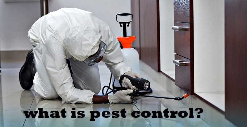 Pests, what is pest control?