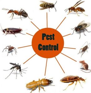 pest control in Nairobi Kenya?