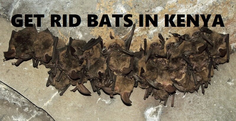 how to get rid of bats in Kenya