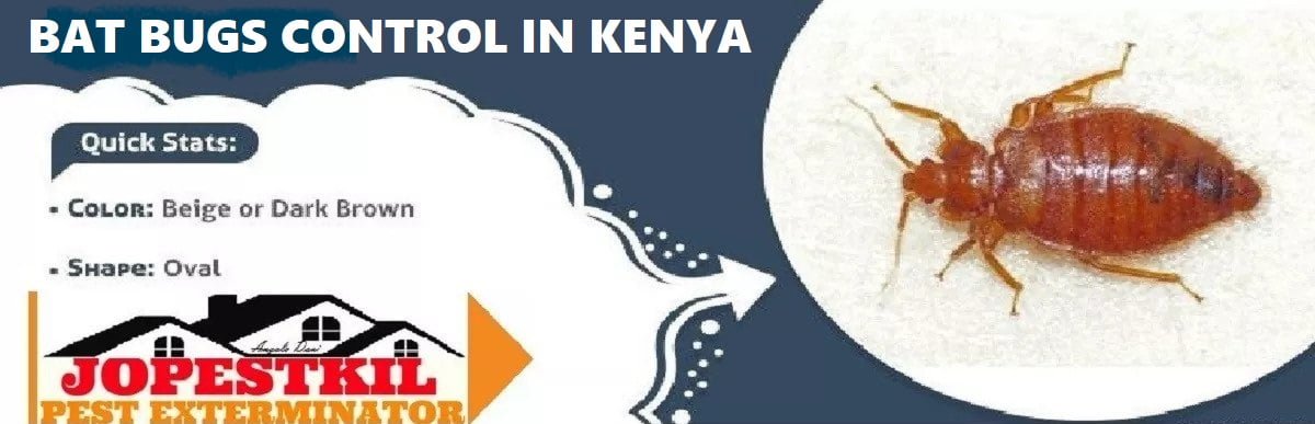 bat bugs control in Kenya