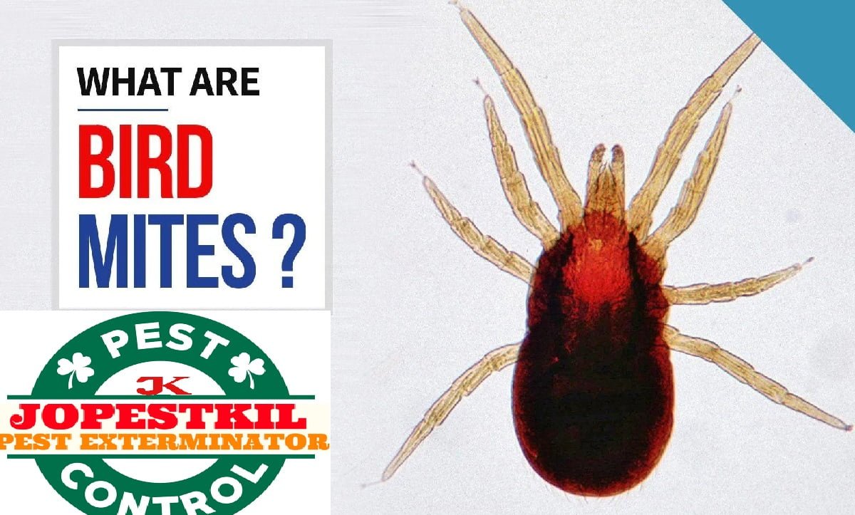 bird mites control services in Kenya