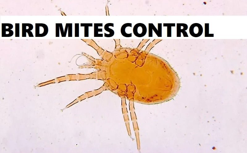 bird mites control services