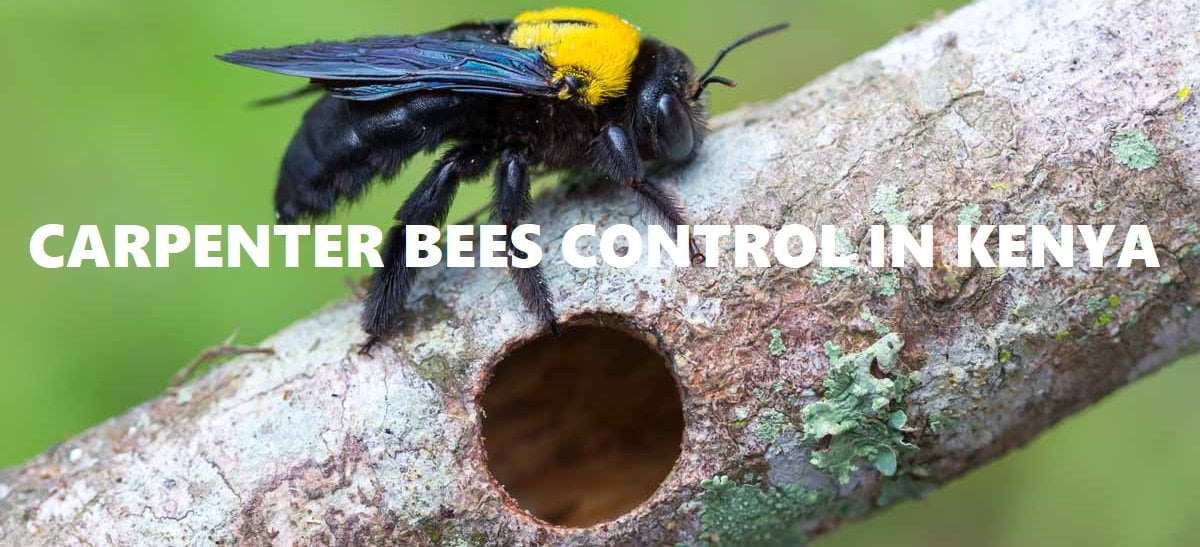 carpenter bees control in Kenya
