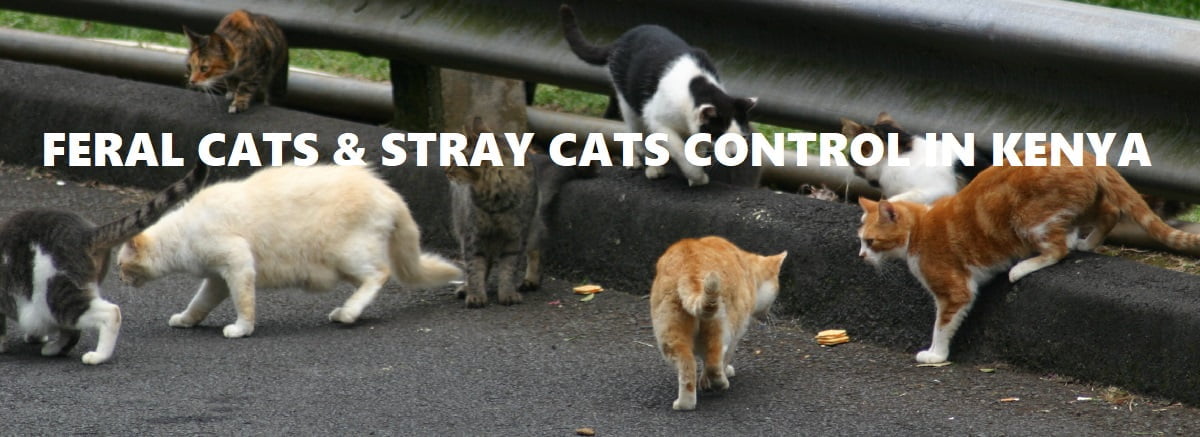 feral cats control services