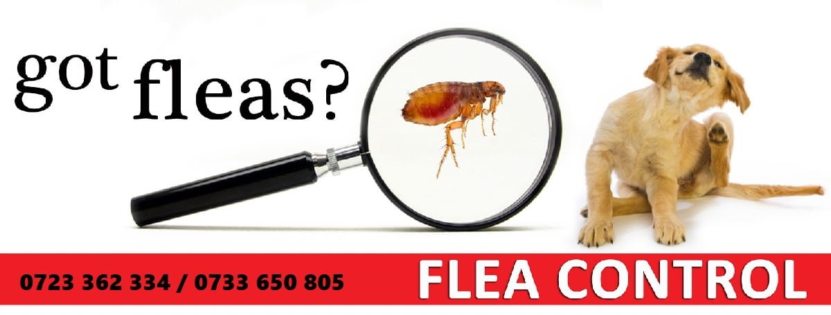 fleas control