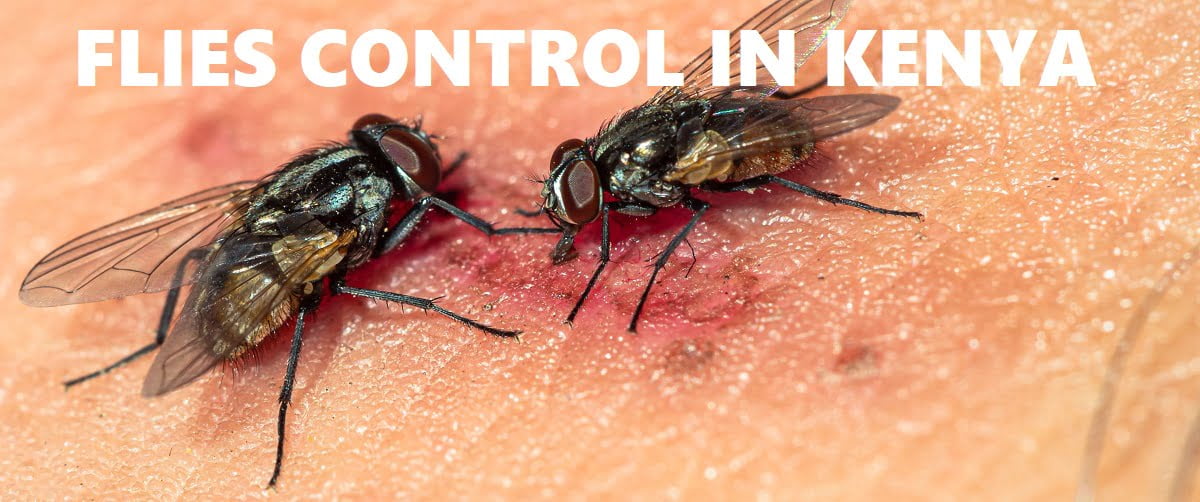 flies control in Kenya