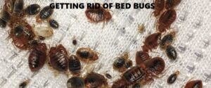getting rid of bed bugs in Kenya