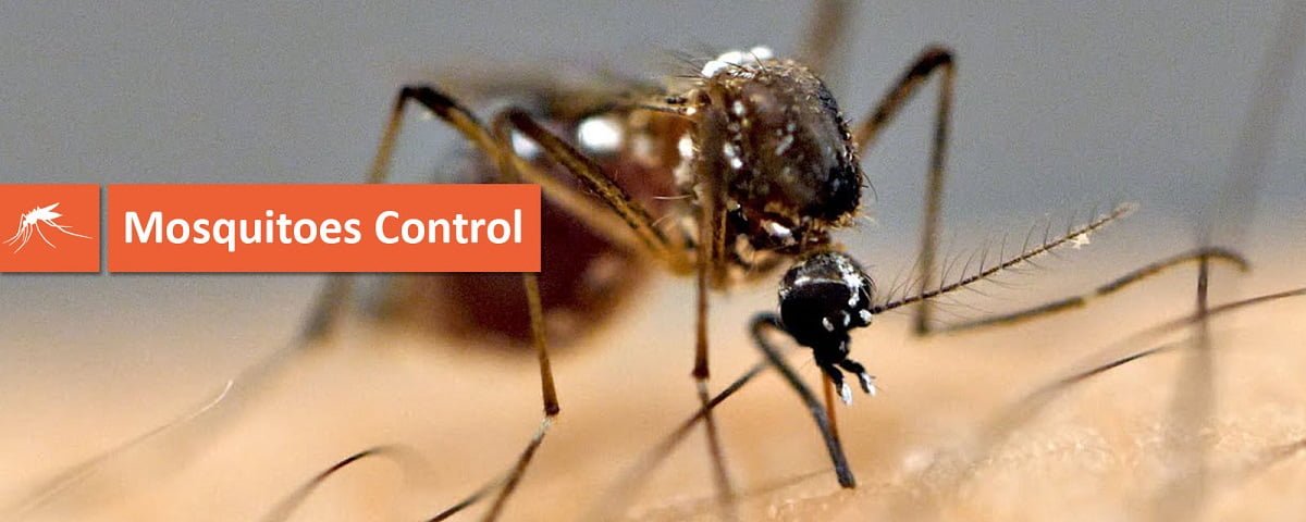 mosquito control