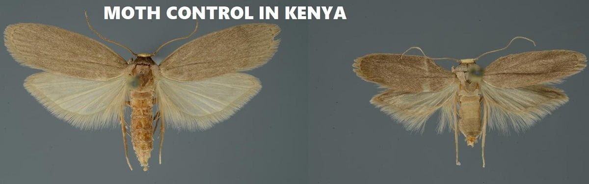 moths control in Kenya