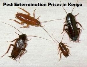 pest extermination prices in Kenya