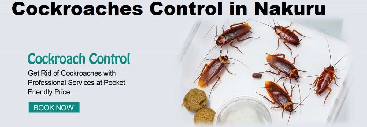 Cockroaches control services in Nakuru