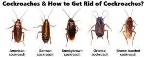 Cockroaches & how to get rid of cockroaches in Kenya?