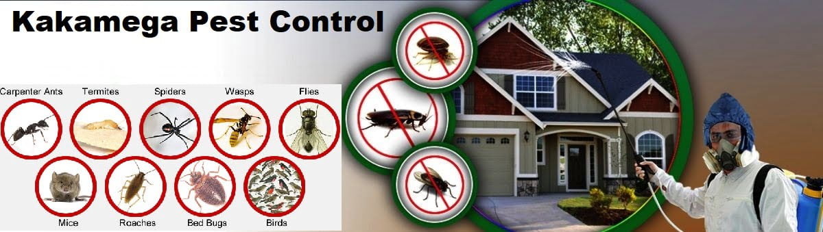 Fumigation and pest control services in Kakamega Kenya