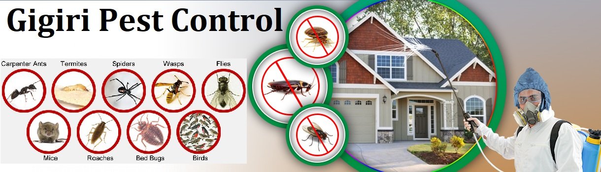 Gigiri fumigation and pest control services