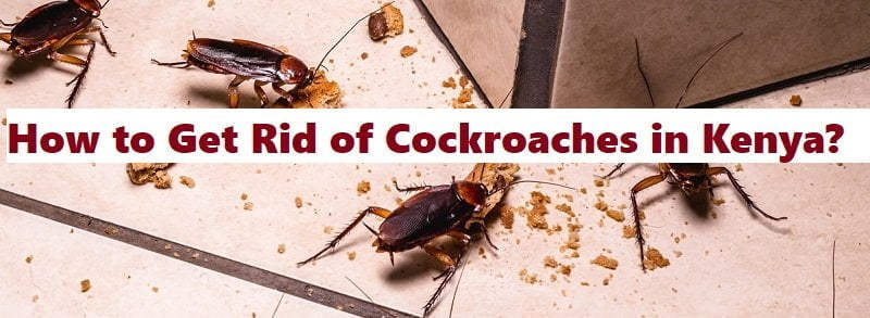 How to get rid of cockroaches in Kenya?