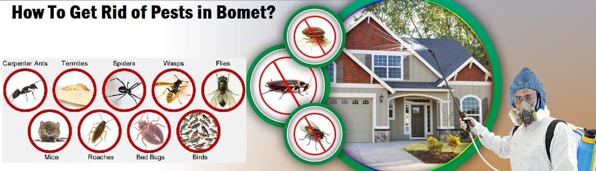 How to get rid of pests in Bomet