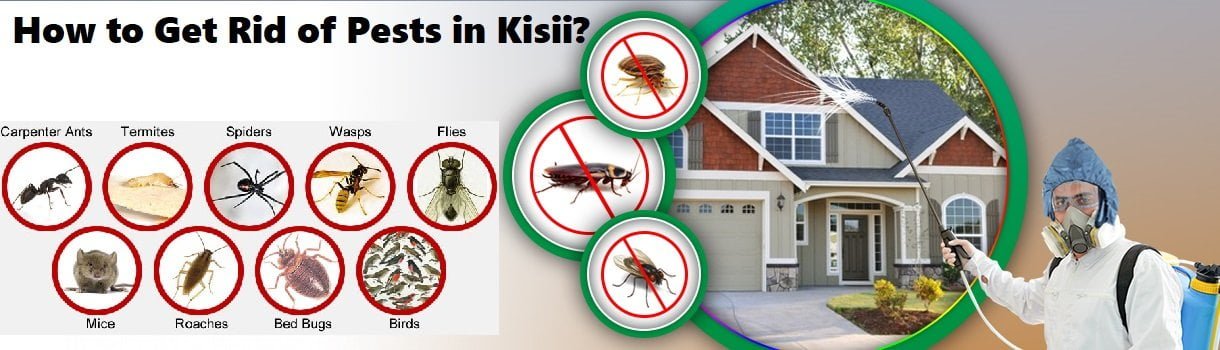 How to get rid of pests in Kisii Kenya?