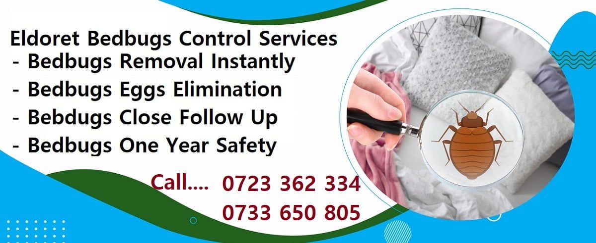 bedbugs control services in Eldoret Kenya