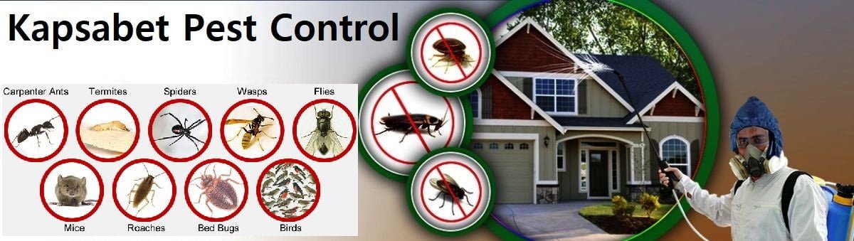 pest control services in Kapsabet Nandi