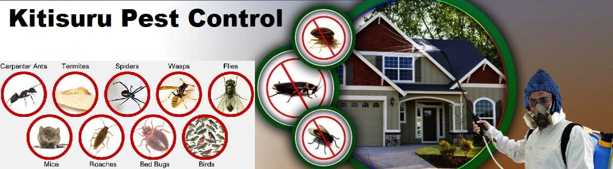 pest control services in Kitisuru