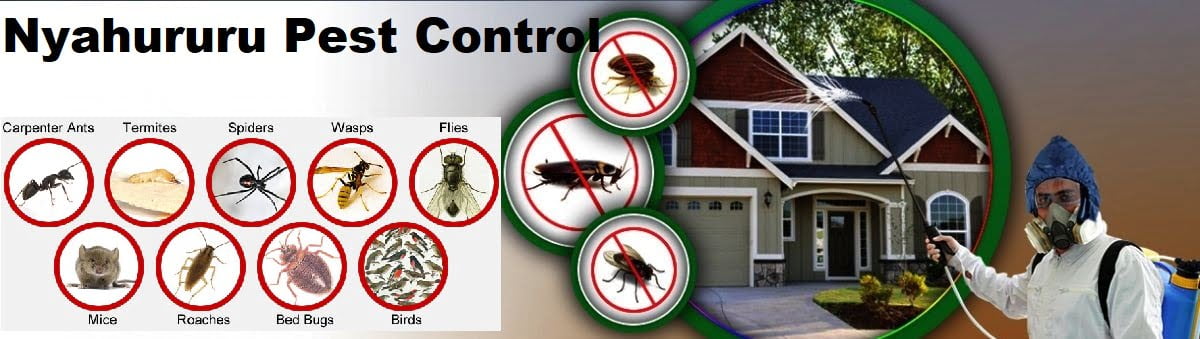 pest control services in Nyahururu