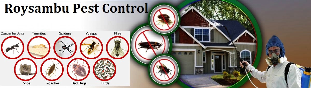 pest control services in Roysambu