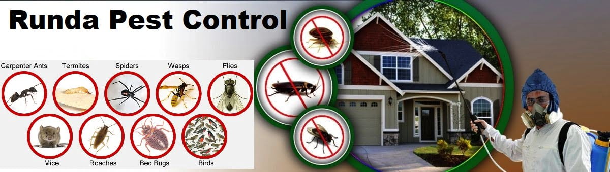 pest control services in Runda