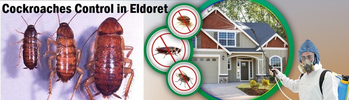 Cockroaches control services in Eldoret Kenya