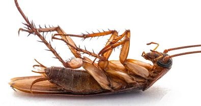 How to get rid of cockroaches in Kenya Nairobi?