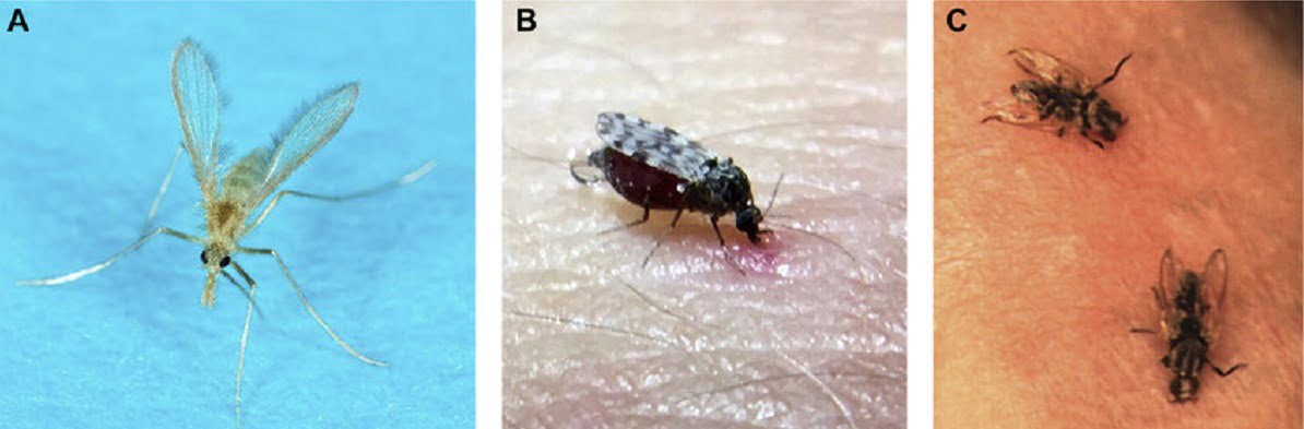 Midges and sandflies control services in Kenya