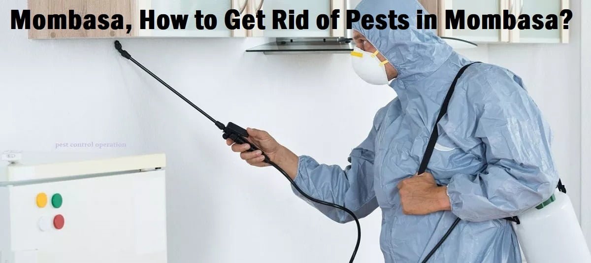 Mombasa & how to get rid of pests in Mombasa Kenya?